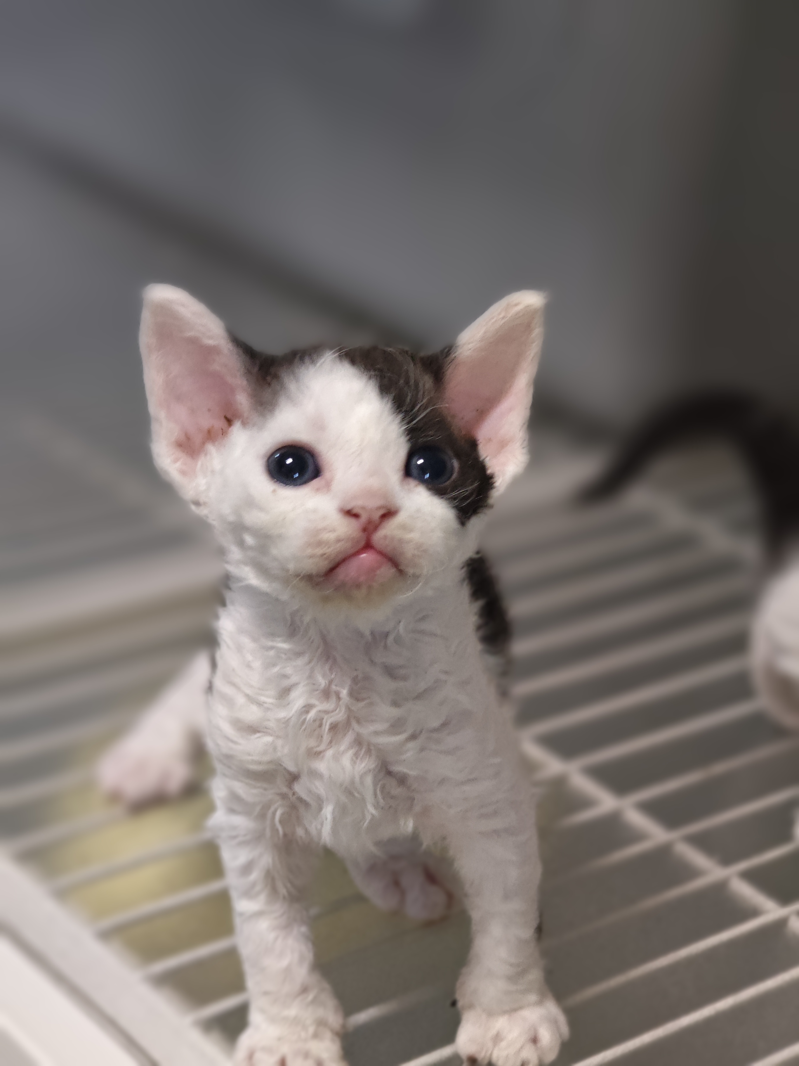 德文卷毛猫 两个月，随时去新家，500起
